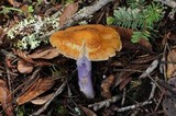 Cortinarius vanduzerensis image