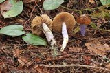 Cortinarius vanduzerensis image