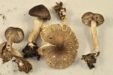Tricholoma terreum image