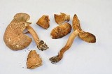 Tricholoma vaccinum image