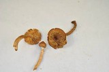 Tricholoma vaccinum image