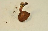 Boletus chrysenteron image