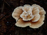 Abortiporus biennis image