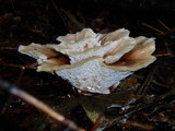 Abortiporus biennis image