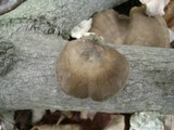 Polyporus brumalis image