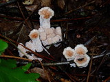 Abortiporus biennis image