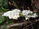 Hydnopolyporus fimbriatus image