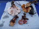 Abortiporus biennis image