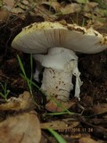 Amanita vernicoccora image