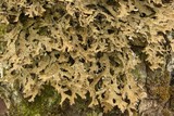 Pseudocyphellaria nudata image