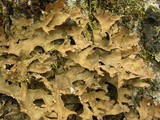Pseudocyphellaria nudata image