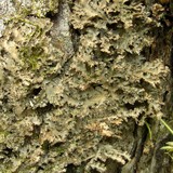 Pseudocyphellaria argyracea image