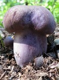 Tylopilus plumbeoviolaceus image