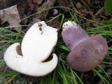 Tylopilus plumbeoviolaceus image