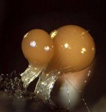 Trichia decipiens image