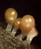 Trichia decipiens image
