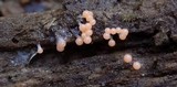 Trichia decipiens image