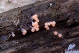 Trichia decipiens image