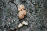 Tremella encephala image