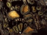 Lachnellula arida image