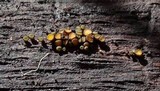 Lachnellula arida image