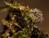 Botrytis cinerea image