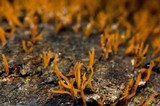 Calocera cornea image