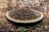 Hexagonia hydnoides image