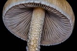 Panaeolus antillarum image