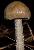 Panaeolus antillarum image