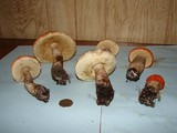 Leccinum aurantiacum image