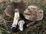 Agaricus fuscovelatus image