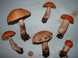 Leccinum aurantiacum image