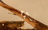 Lachnum subvirgineum image