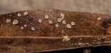 Lachnum subvirgineum image
