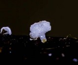 Lachnum subvirgineum image