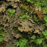 Pseudocyphellaria lechleri image