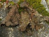 Image of Pseudocyphellaria berteroana