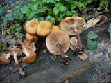 Kuehneromyces mutabilis image