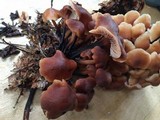 Gymnopus brassicolens var. brassicolens image