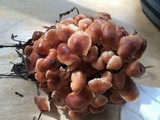 Gymnopus brassicolens var. brassicolens image