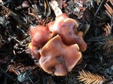Gymnopus brassicolens var. brassicolens image