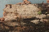 Cerinomyces crustulinus image