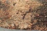 Cerinomyces crustulinus image
