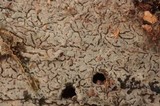 Cerinomyces crustulinus image
