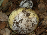 Amanita vernicoccora image