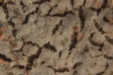 Cerinomyces crustulinus image