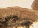 Cerinomyces crustulinus image