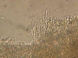 Cerinomyces crustulinus image