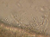 Cerinomyces crustulinus image